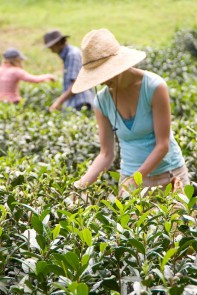 Harvesting Hawaiian Tea