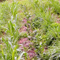 Natural Tea Farming