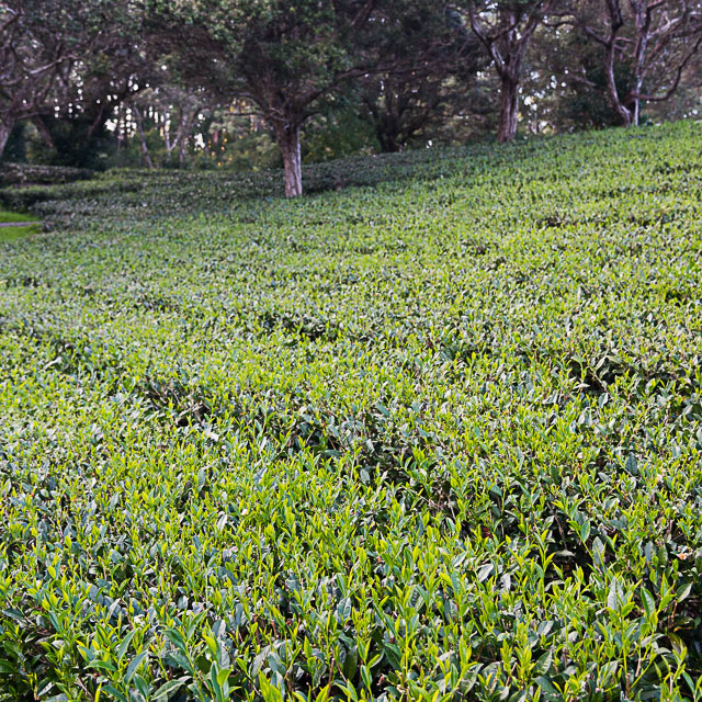 Organic Premium Green Tea from Hawaii