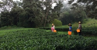 Field Harvest